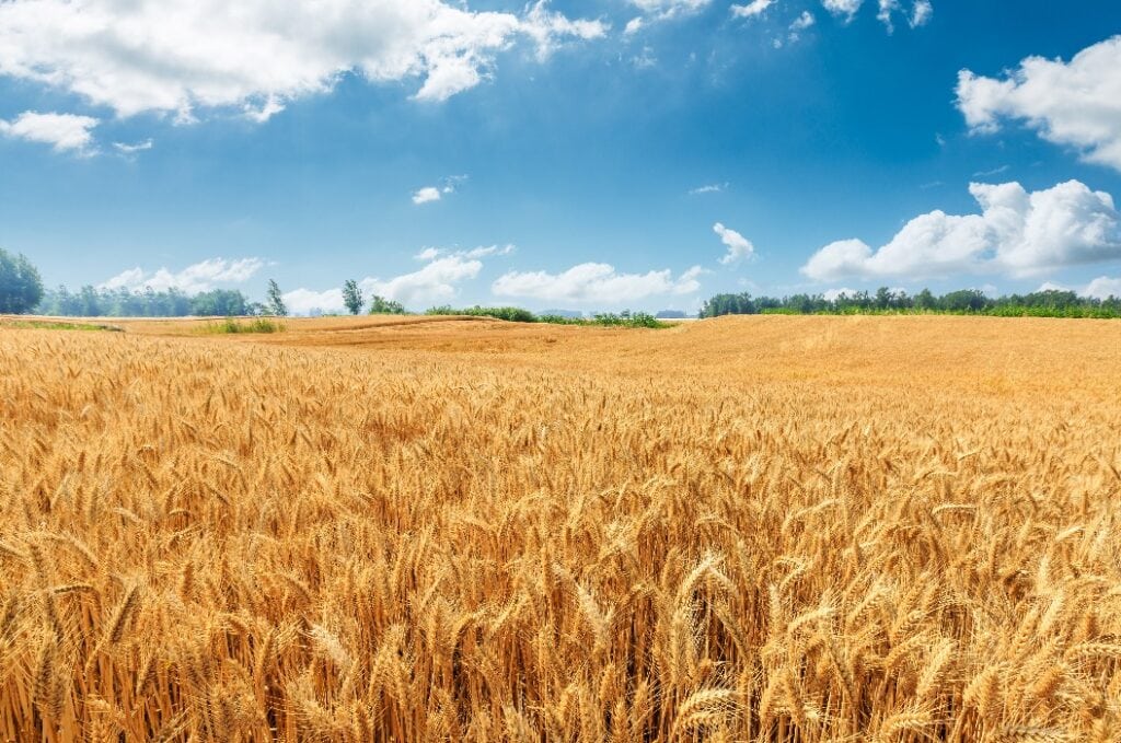 Gelbes Weizenfeld und blauer Himmel