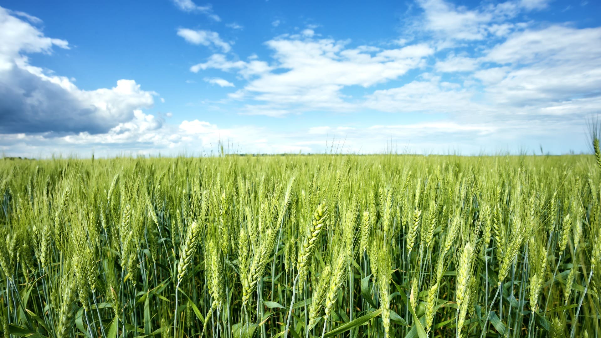 Grüne Weizenähren unter blauem Himmel